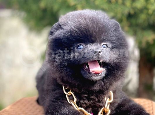 Safkan Pomeranian Boo Yavrularımız görsel
