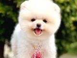 Ayıcık Boo Pomeranian Üst Kalite Yavrular 