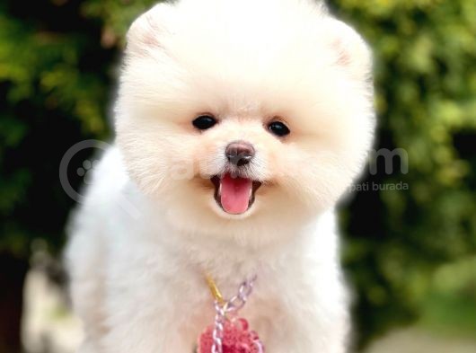 Ayıcık Boo Pomeranian Üst Kalite Yavrular  görsel