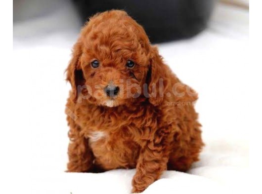 Red Brown A Kali̇te Toy Poodle Bebekler görsel