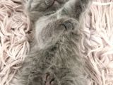 Sevimli British Shorthair Yavrularımız Yeni Yuva Arıyor