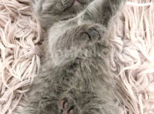 Sevimli British Shorthair Yavrularımız Yeni Yuva Arıyor görsel