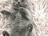 Sevimli British Shorthair Yavrularımız Yeni Yuva Arıyor