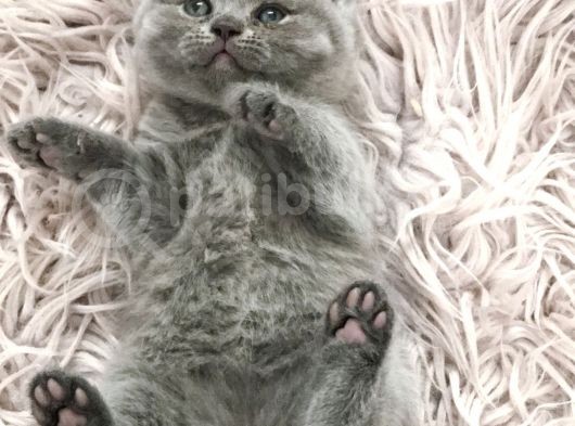 Sevimli British Shorthair Yavrularımız Yeni Yuva Arıyor görsel