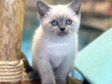Blue Point British Shorthair Dişi Yavrumuz