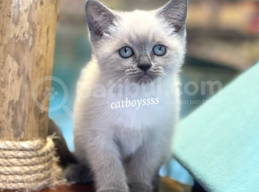 Blue Point British Shorthair Dişi Yavrumuz görsel