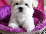 Sıfır Numara Maltese Mini Boy Yavrular 