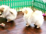 Pomerani̇an Boo Yavrulari