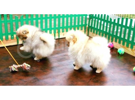 Pomerani̇an Boo Yavrulari görsel