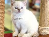 Sevimli Dişi Lilac Point British Shorthair Bebeğimiz