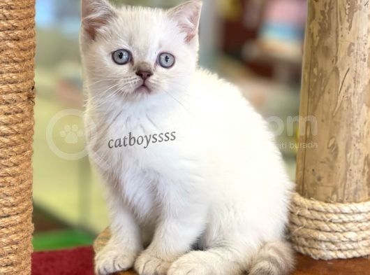 Sevimli Dişi Lilac Point British Shorthair Bebeğimiz