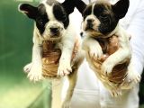 Fransiz Bulldog Yavrular