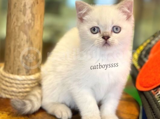 Sevimli Dişi Lilac Point British Shorthair Bebeğimiz görsel