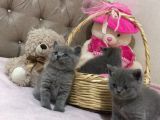 Sevimli British Shorthair Yavrularımız Yeni Yuva Arıyor