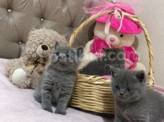 Sevimli British Shorthair Yavrularımız Yeni Yuva Arıyor