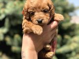 Birbirinden Güzel Maltipoo Yavrularımız