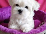 Sıfır Numara Maltese Mini Boy Yavrular 
