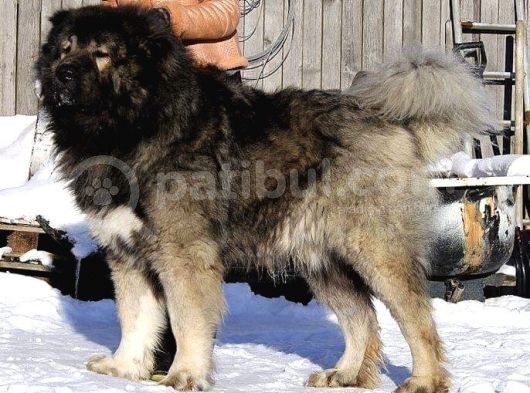 Kafkas Çoban Orta Asya Aslanı görsel