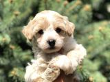 Party Color F2 Maltipoo