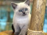 Blue Point British Shorthair Dişi Yavrumuz