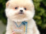 Safkan Pomeranian Boo Yavrularımız