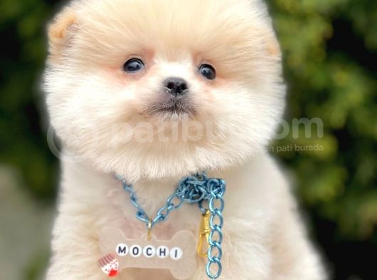 Safkan Pomeranian Boo Yavrularımız görsel