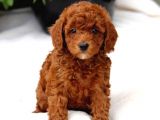 Red Brown A Kali̇te Toy Poodle Bebekler