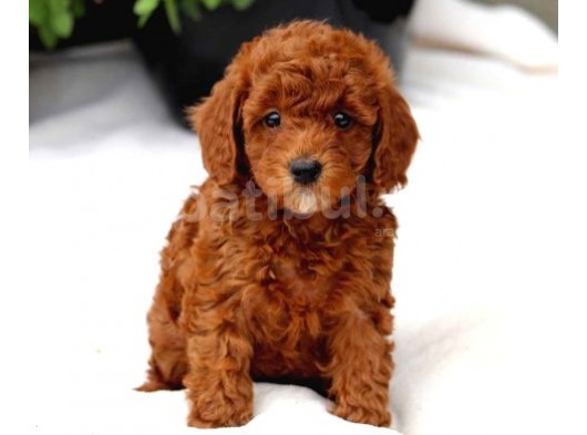 Red Brown A Kali̇te Toy Poodle Bebekler görsel