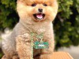 Safkan Pomeranian Boo Yavrularımız