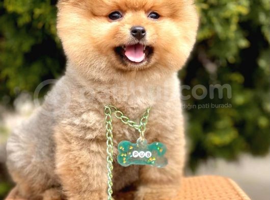 Safkan Pomeranian Boo Yavrularımız görsel