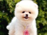 Ayıcık Boo Pomeranian Üst Kalite Yavrular 