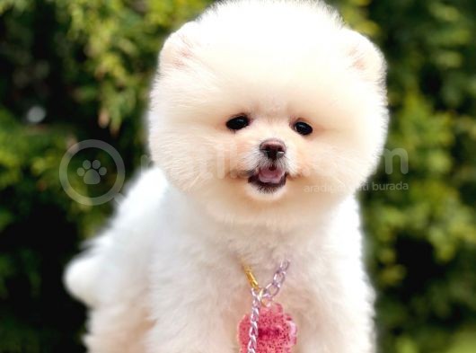 Ayıcık Boo Pomeranian Üst Kalite Yavrular 