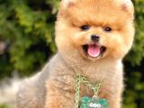 Safkan Pomeranian Boo Yavrularımız