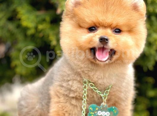 Safkan Pomeranian Boo Yavrularımız görsel