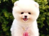 Ayıcık Boo Pomeranian Üst Kalite Yavrular 
