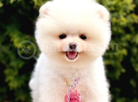 Ayıcık Boo Pomeranian Üst Kalite Yavrular  görsel