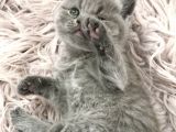 Sevimli British Shorthair Yavrularımız Yeni Yuva Arıyor