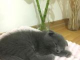 Scottish Fold 2 Aylık Yavru Kedi