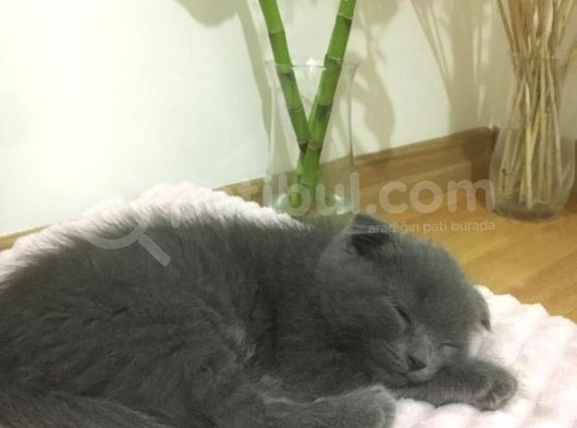 Scottish Fold 2 Aylık Yavru Kedi görsel