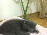 Scottish Fold 2 Aylık Yavru Kedi