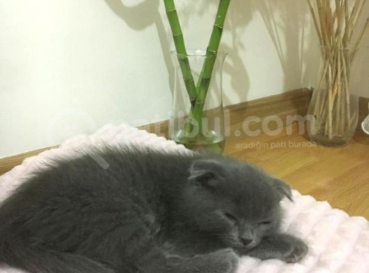 Scottish Fold 2 Aylık Yavru Kedi