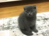 Scottish Fold 2 Aylık Yavru Kedi