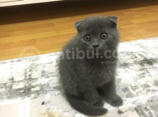 Scottish Fold 2 Aylık Yavru Kedi görsel