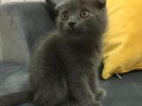 Scottish Fold 2 Aylık Yavru Kedi