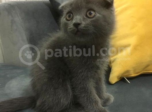 Scottish Fold 2 Aylık Yavru Kedi görsel