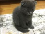 Scottish Fold 2 Aylık Yavru Kedi
