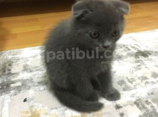 Scottish Fold 2 Aylık Yavru Kedi görsel