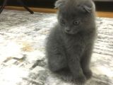 Scottish Fold 2 Aylık Yavru Kedi