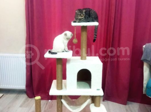 Toplu Sahi̇plendi̇rme görsel
