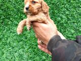 Orjinal American Cocker Bebekler
